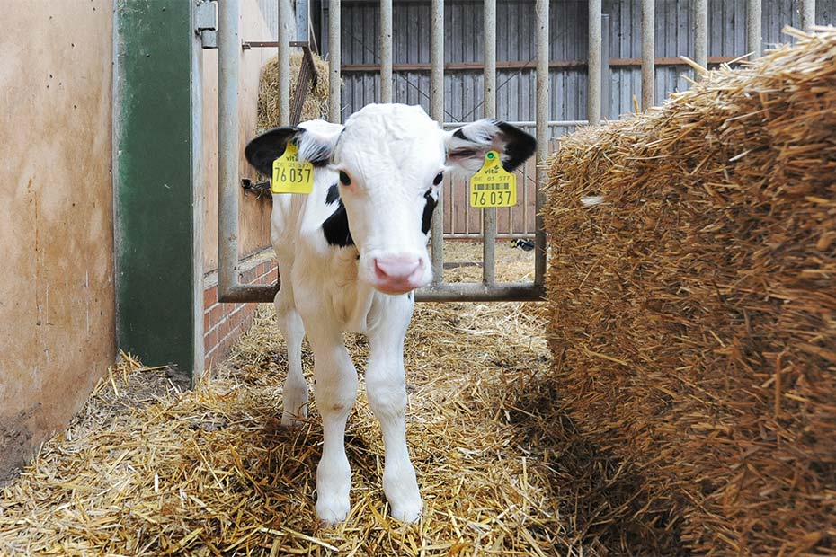 Foto aus der Fotogruppe 